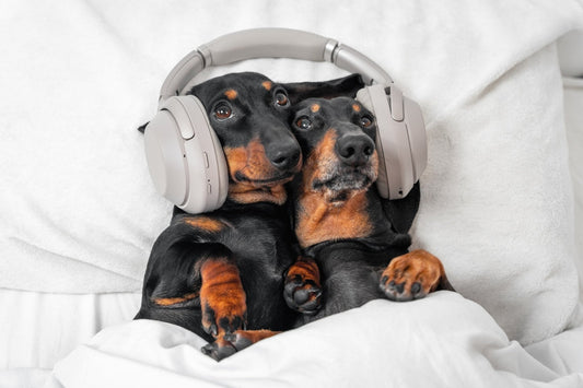 From Fido to Beethoven - Positive Music for Dogs- Shaggy Chic