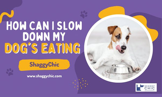 How Can I Slow Down My Dog's Eating: Prevent Bloat & Improve Digestion - Shaggy Chic