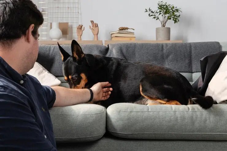 How to Deal - Shaggy Chic