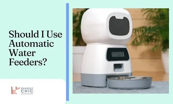 Should I Use Automatic Water Feeders? - Shaggy Chic