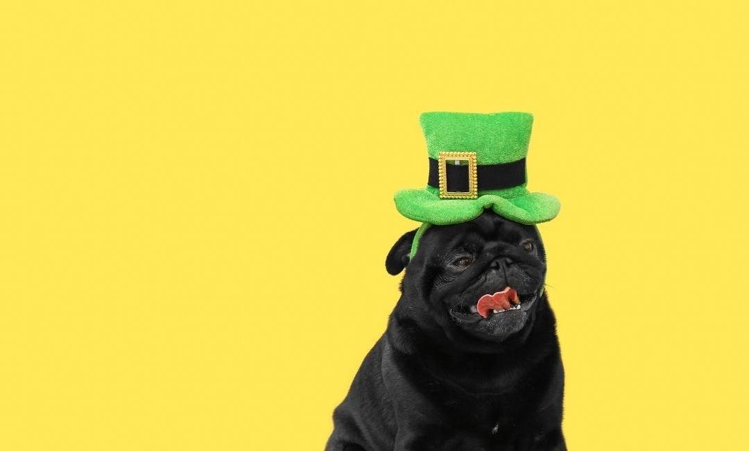 St. Patrick’s Day Fun for Dogs: Green Safely & Festively - Shaggy Chic