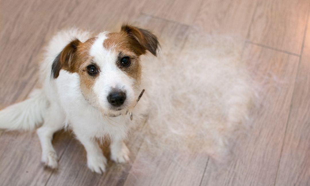 The Spring Shed & Bath Reset: Preparing Coats for a New Season - Shaggy Chic