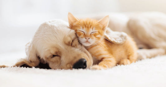 Tips for Ensuring Your Furry Friend Gets a Restful Night's Rest - Shaggy Chic