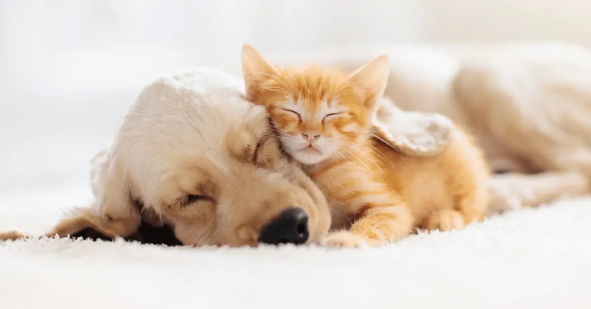 Tips for Ensuring Your Furry Friend Gets a Restful Night's Rest - Shaggy Chic