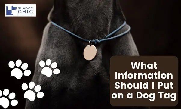 What Information Should I Put on a Dog Tag? Must-Know Details for a Quick Reunion - Shaggy Chic