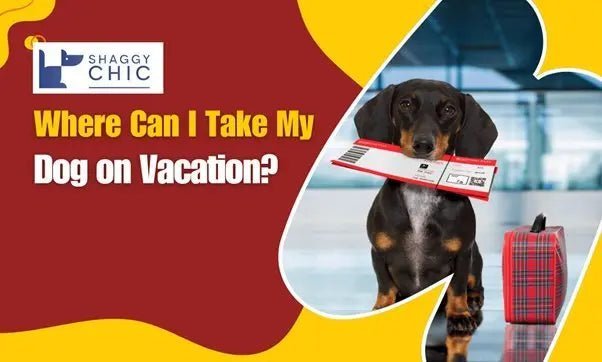 Where Can I Take My Dog - Shaggy Chic