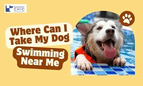 Where Can I Take My Dog - Shaggy Chic