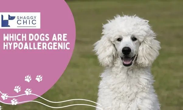 Which Dogs Are Hypoallergenic - Shaggy Chic