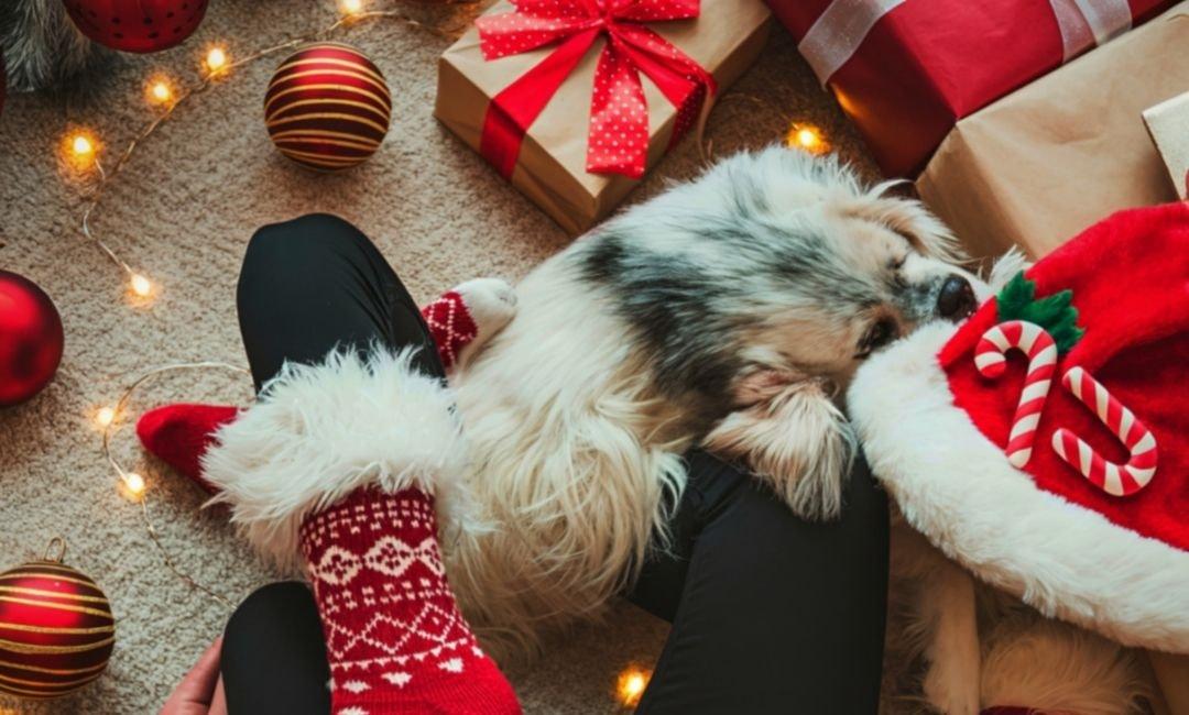 Cold Snouts & Tiny Steps: Winter Comfort for Small Dogs Indoors - Shaggy Chic