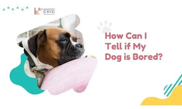 How Can I Tell if My Dog is Bored? Don't Miss These Key Signs - Shaggy Chic