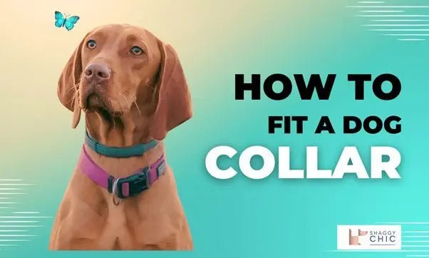 How to Fit a Dog Collar: Avoid Choking or Escapes – Get it Right! - Shaggy Chic