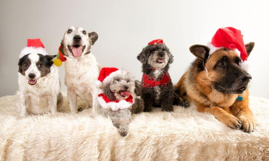 Lucky Dogs & Legends: The Mythology of Canine Good Fortune - Shaggy Chic