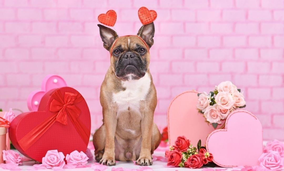 Thoughtful Valentine’s Gifts for Dog Parents (Beyond Toys) - Shaggy Chic