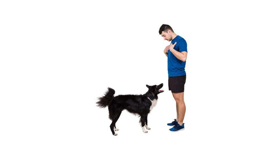 Train Smart, Train Positive: Techniques for Successful Dog Training at Any Age - Shaggy Chic