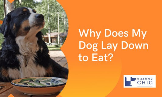 Why Does My Dog Lay Down to Eat? Strange Behavior Explained - Shaggy Chic