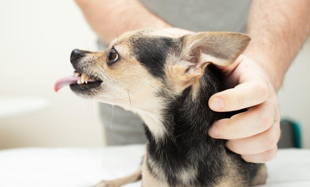 Why Small Dogs “Overreact”: Understanding Alert Barking - Shaggy Chic