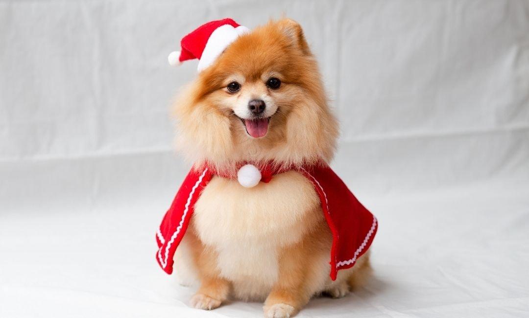 Why Small Dogs Steal the Spotlight Online - Shaggy Chic